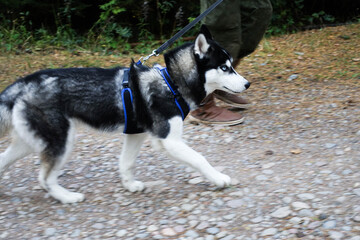 A husky dog on a leash runs next to the owner. The dog runs along the road. Husky black and white with blue eyes.