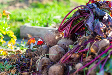 Beet harvest at a bed in the garden