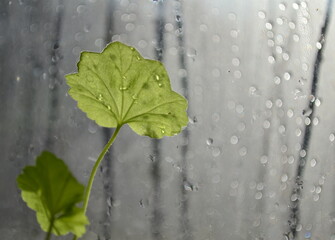 leaf with water drops