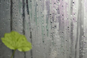rain drops on a leaf