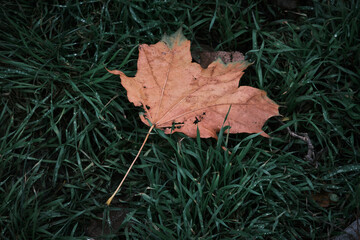 the first yellow leaf lies on green grass in autumn