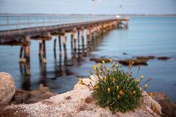 Yellow flowers selectively focused with the robe jetty blurred in teh background in south australia...