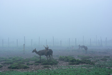 deer in the  foggy ranch