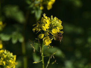 Closeup view of busy little wild bee collecting nectar from a beautiful yellow colored rapeseed (brassica napus) flower on a field in Black Forest, Germany. Selective focus on blossom and bee.
