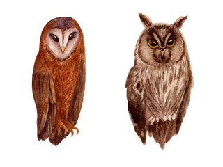 Illustration of an owl in watercolor