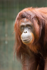 close up of a orangutan