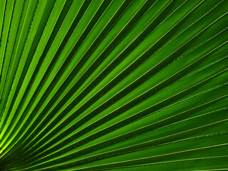 palm leaf with line texture, green background
