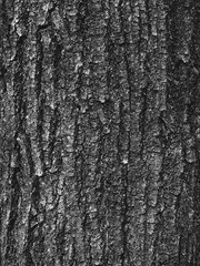 black bark of tree texture