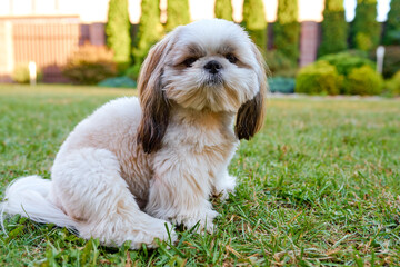 Beautiful white dog shih tzu sits on the green grass in the garden