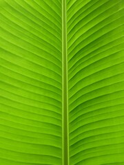 green banana leaves texture background