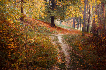 Path in autumn fall park,  landscape
