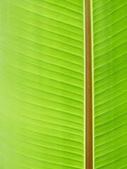 green banana leaves texture background