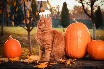 Autumn consept scene with an orange siberian cat, orange pumpkins and leaves in the garden outside.