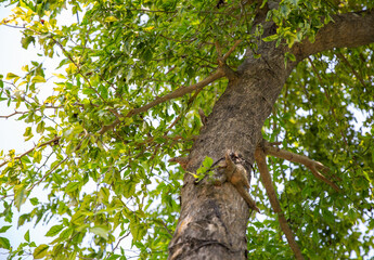 Fototapeta premium Green iguana hiding on a tree trunk