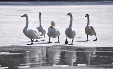氷の上の白鳥