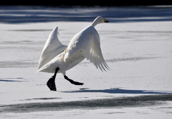 氷の上の白鳥