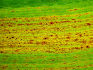 close up view of coloful banana leaf texture at autumn