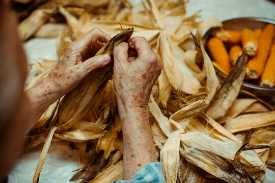 Cropped image of an old lady peeling and selecting with hands corn on a table surrounded by corn peel. Agriculture work.
