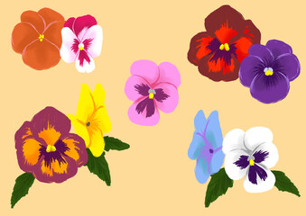 色々パンジー