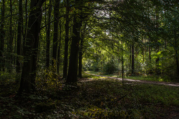 Fototapeta na wymiar Sunlight in the woods