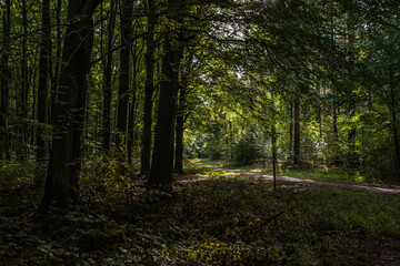 Sunlight in the woods