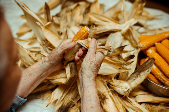 Cropped image of an old lady peeling and selecting with hands corn on a table surrounded by corn peel. Agriculture work.