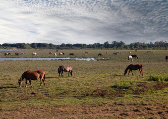 Caballos salvajes en las marismas de El Rocío