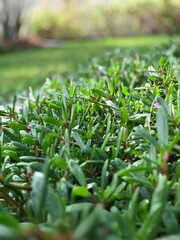 grass
