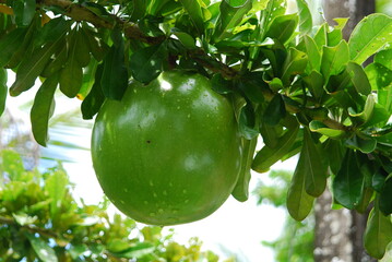 Frutos e flores típicos da região nordeste do Brasil.