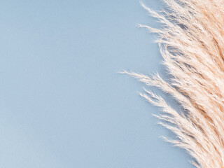Trendy botanical background with fluffy pampas grass on blue. Interior design boho style plant decor