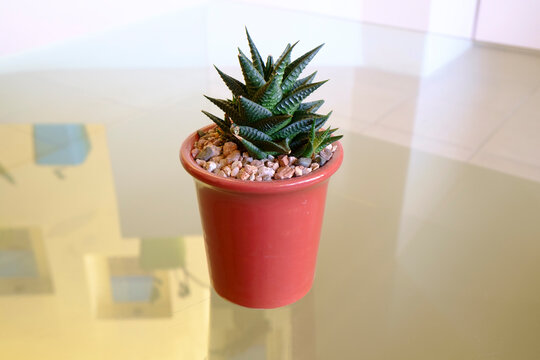 Succulent In A Red Pot.