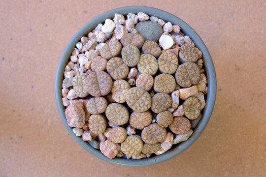 Lithops