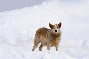 A lonely yard dog stands in the snow in winter. The old dog looks sadly.