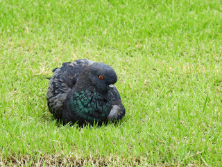 pigeon on green grass lawn