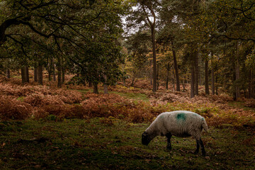 Plakat sheep in the field by the woods