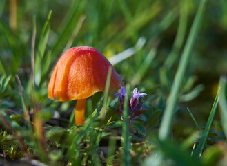 Mushroom closeup in wild flower meadow