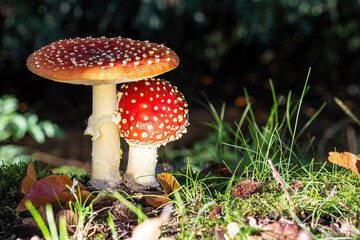 Fliegenpilzgruppe am Waldrand.