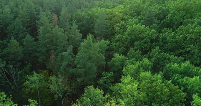 Forest scenery flyover. Countryside landscape. Nature reserve beauty. Environment protection. Green pine trees in Summer or Autumn season drone shot.