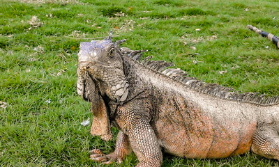iguana in the zoo Guayaquil Ecuador