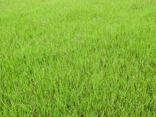 tall green grass in the lawn