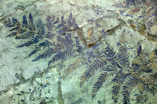 Ancient plant fossils are on a rock