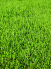 tall green grass in the lawn