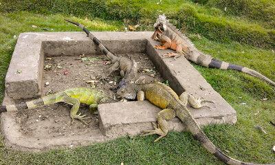 Iguana park in Guayaquil Ecuador
