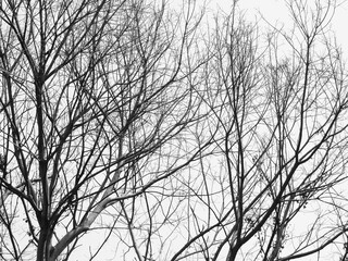 dry branch of tree, black and white style