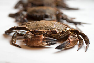 Closeup shot of a brown crab on a white surface