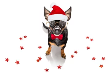 Stickers pour porte Chien fou santa claus dog on christmas holidays