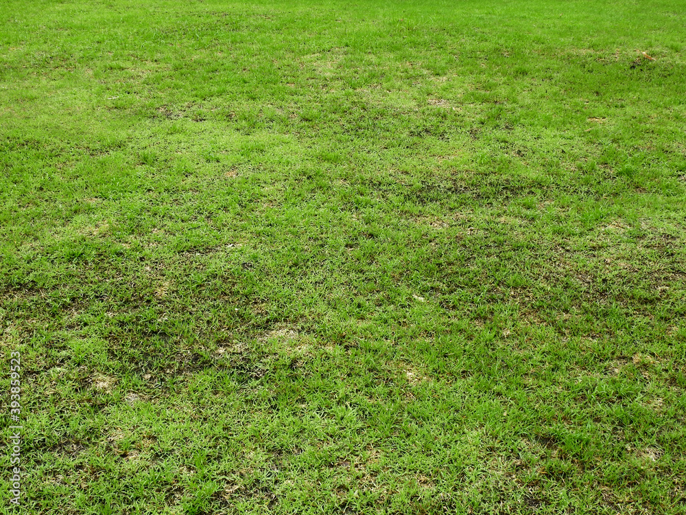 Sticker green grass on the lawn texture