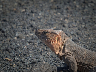 Giant lizard from Gran Canaria (Gallotia stehlini).