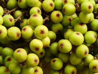 fruit of cluster fig tree ( Ficus racemosa )