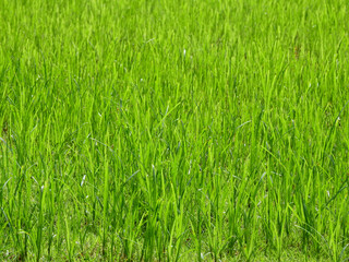 closeup green grass on the lawn